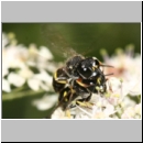 Ectemnius rubicola - Grabwespe 01b 10mm Paarung - Niedringhaussee - Waldrand.jpg